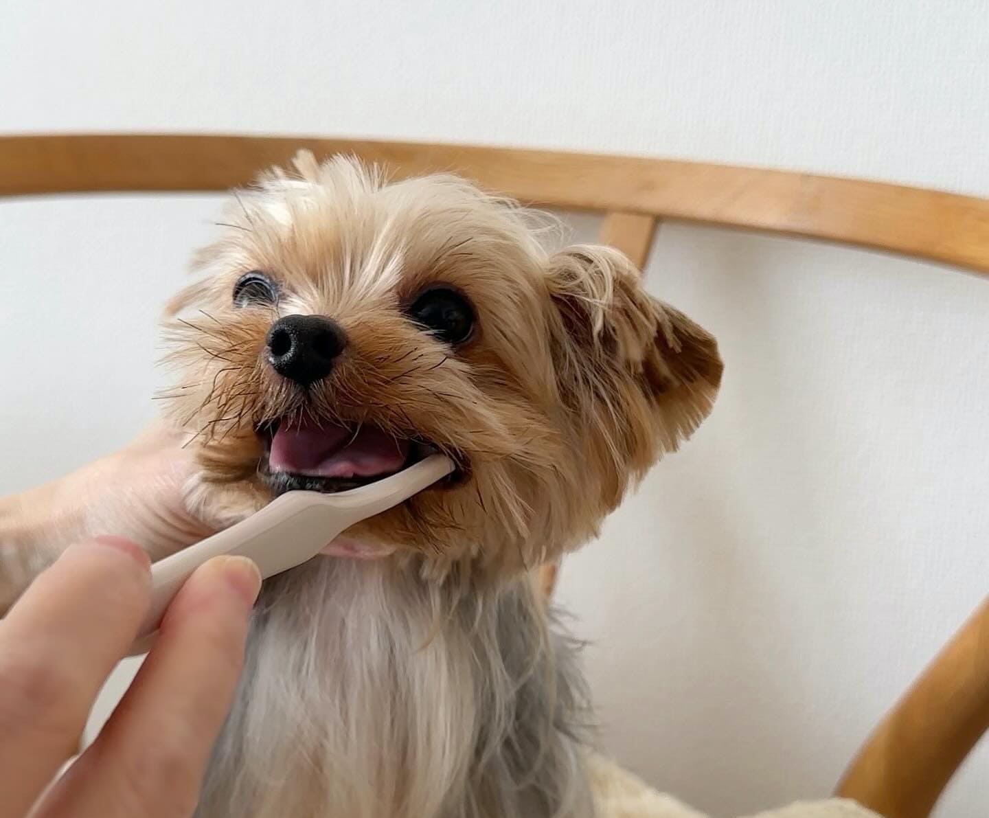 歯磨き相談・歯ブラシケア