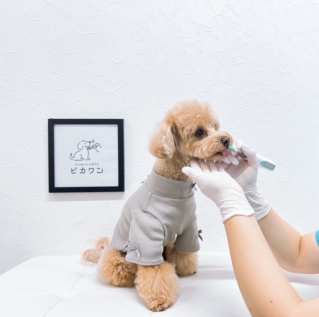 歯磨きマイスター