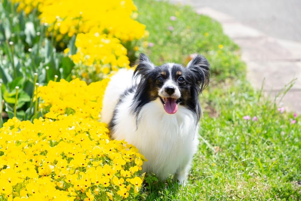 らぶちゃん写真